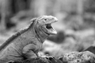 reptile